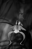 Enlarge photo 57