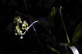 Enlarge photo 79