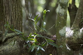 Enlarge photo 87