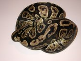 Enlarge photo 2