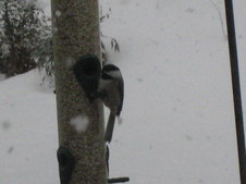 Enlarge photo 4