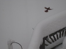 Enlarge photo 42
