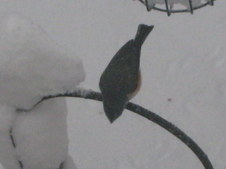 Enlarge photo 38