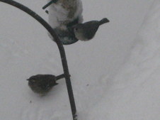 Enlarge photo 41