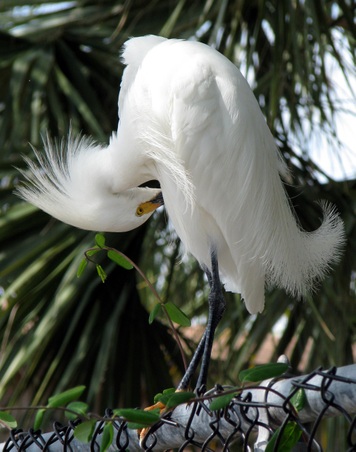 Egrets