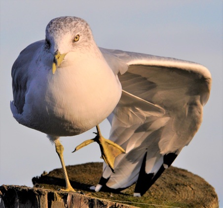 Gulls