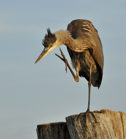 Herons