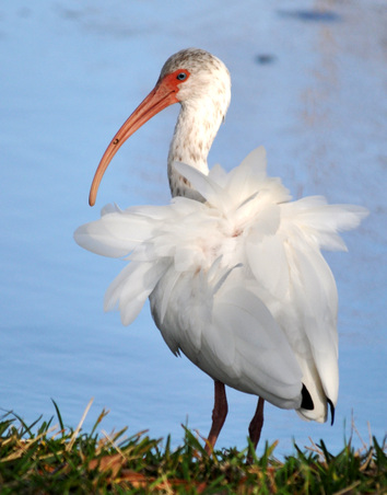 Ibis