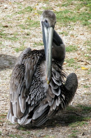 Pelicans