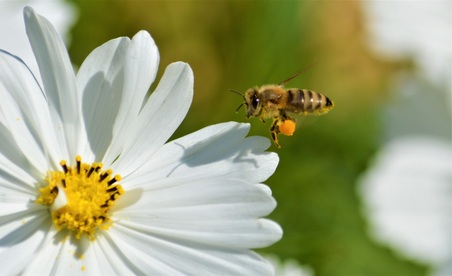 Bugs