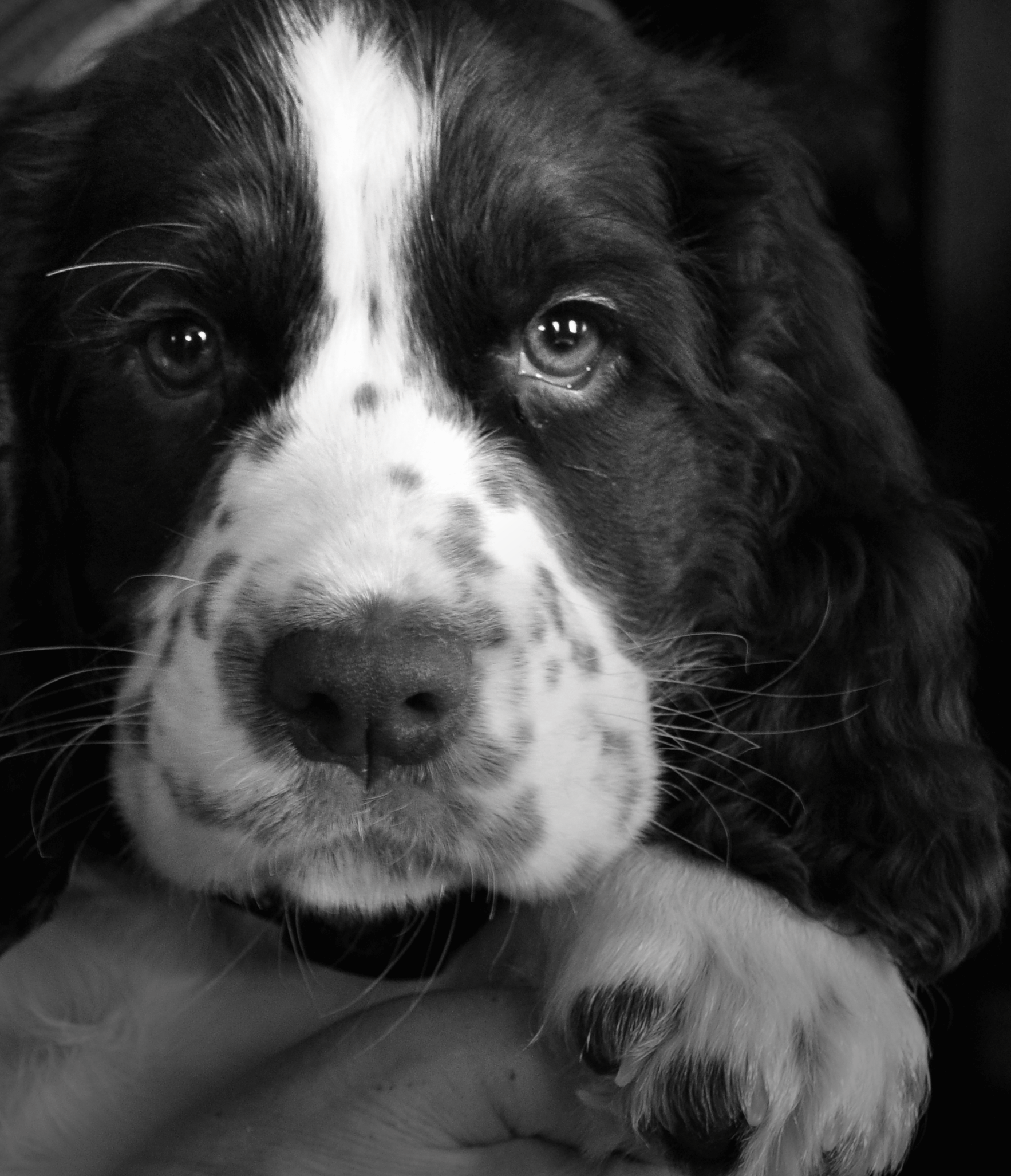 Canines