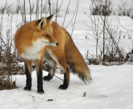 Foxes