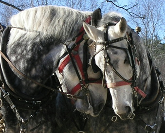 Horses