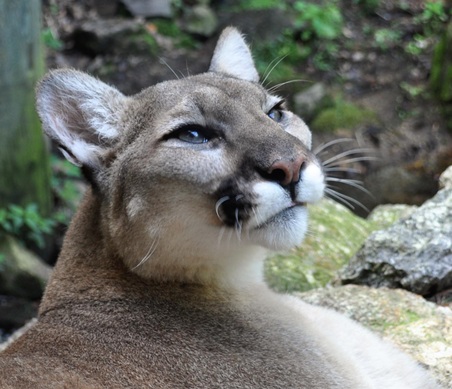 Mountain Lions