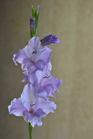 Enlarge photo 12