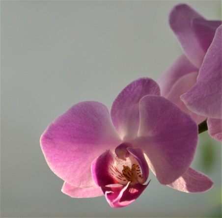 Enlarge photo 2