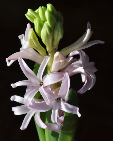 Another Bouquet