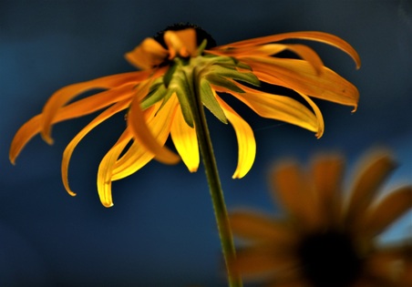 Enlarge photo 7