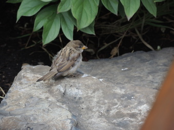 Enlarge photo 108