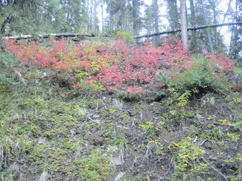 Enlarge photo 128