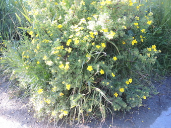 Enlarge photo 185