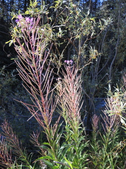 Enlarge photo 190