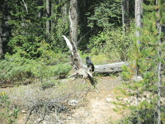 Enlarge photo 277