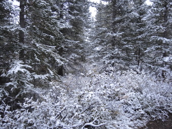 Enlarge photo 485