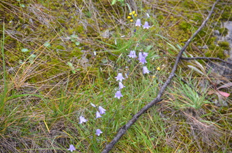 Enlarge photo 359