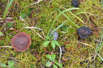 Enlarge photo 369
