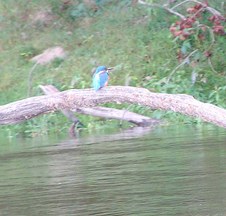 Enlarge photo 85