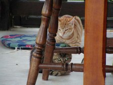 Enlarge photo 64