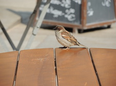 Enlarge photo 164