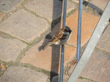 Enlarge photo 165