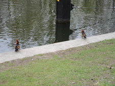 Enlarge photo 306
