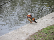 Enlarge photo 304