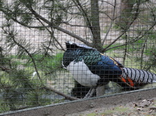 Enlarge photo 307