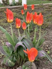Enlarge photo 332