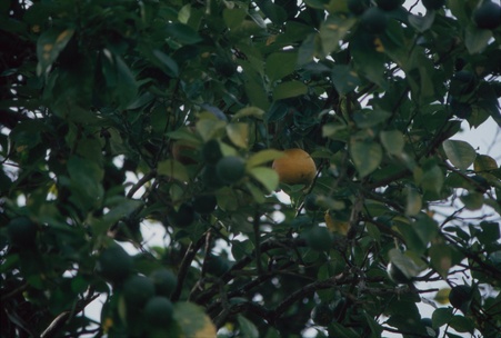 Enlarge photo 43