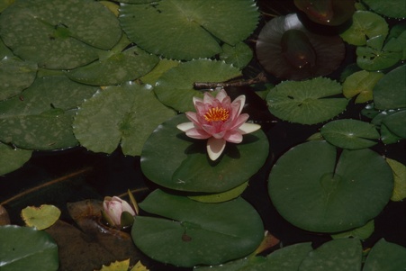 Enlarge photo 83