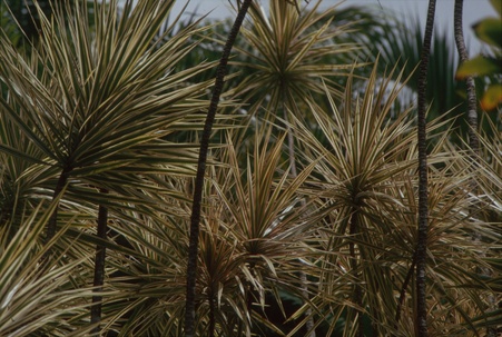 Enlarge photo 96
