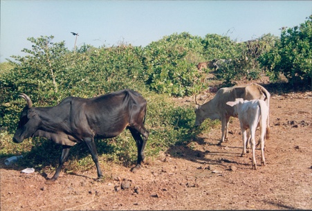 Enlarge photo 198
