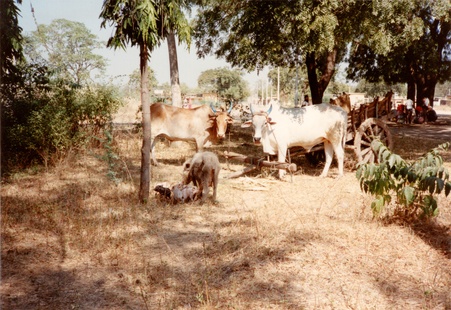 Enlarge photo 20