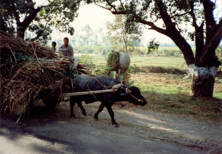 Enlarge photo 199