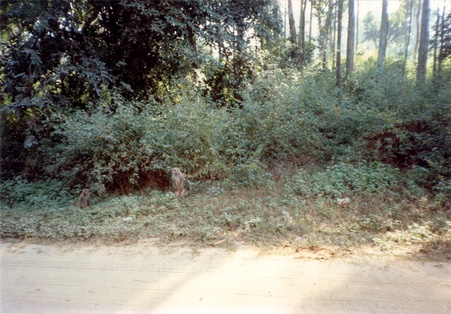 Enlarge photo 209