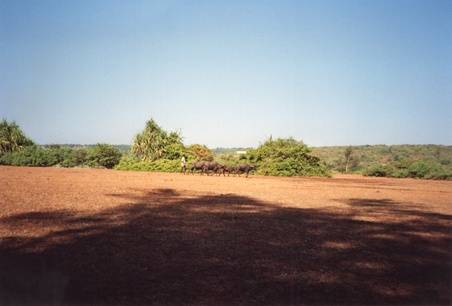 Enlarge photo 242