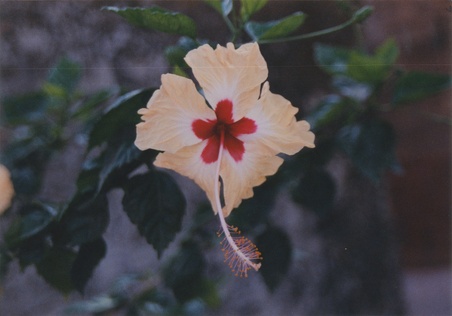 Enlarge photo 263