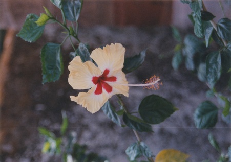 Enlarge photo 264