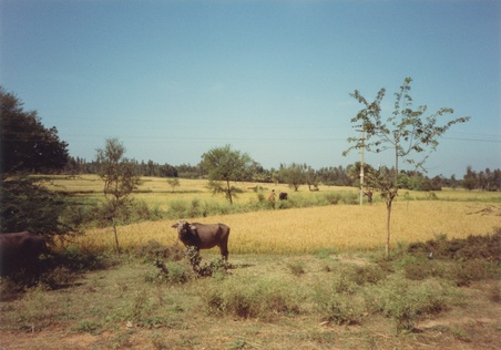 Enlarge photo 269