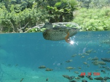 Enlarge photo 11